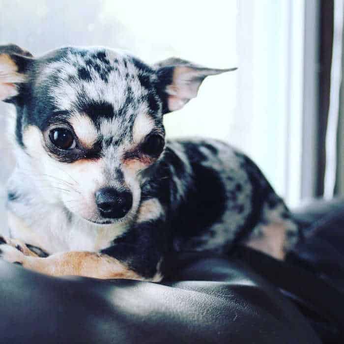 what is a dapple chihuahua?