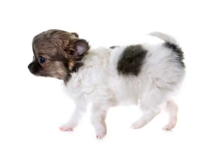 walking black and white chihuahua puppy