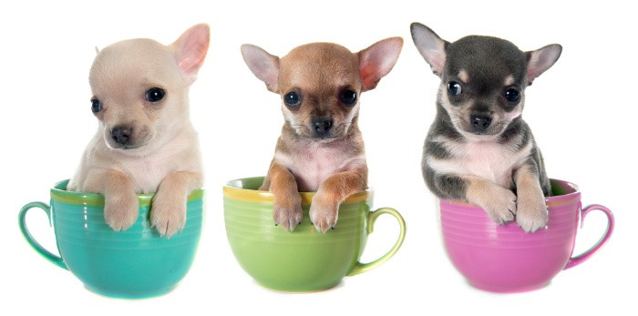 3 chávenas de chá de chihuahuas em chávenas