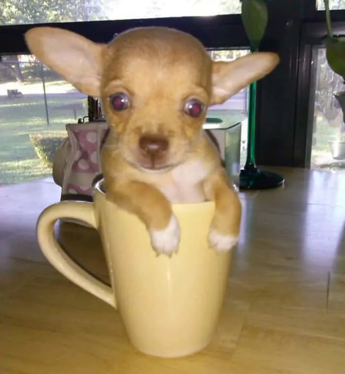 fawn tea cup chihuahua in coffee cup
