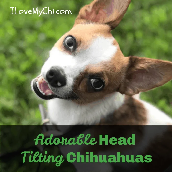 chihuahua tilting head