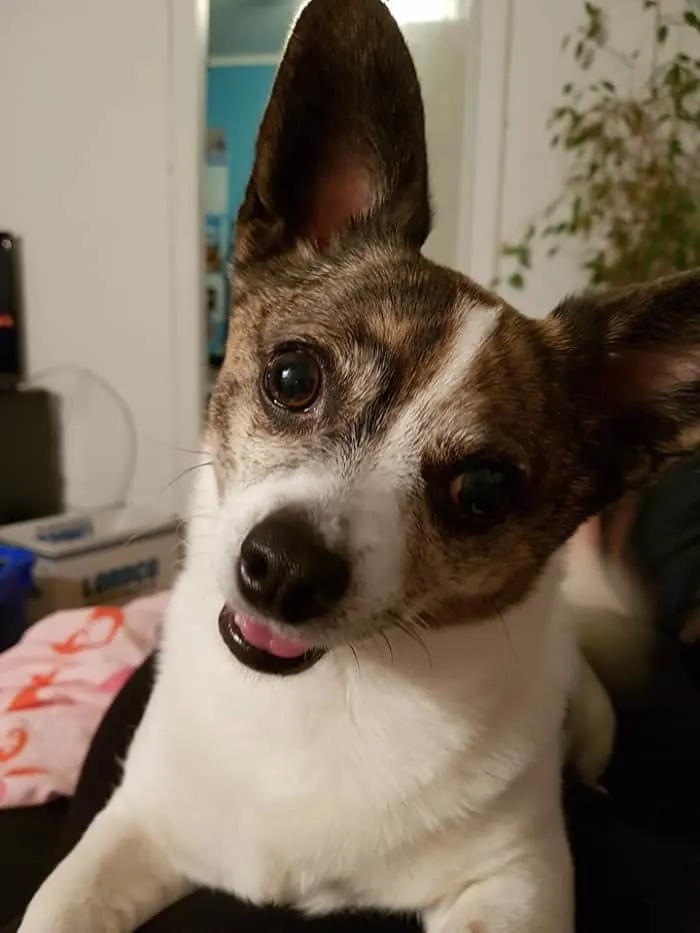 smiling chihuahua