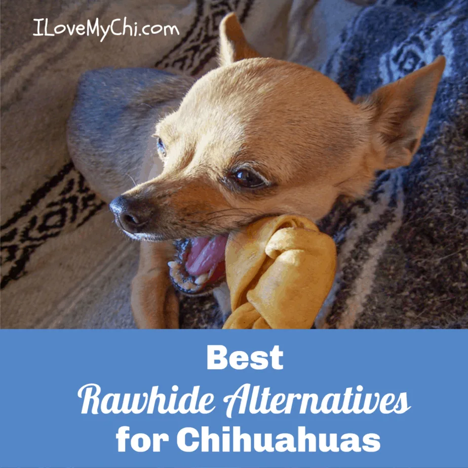 chihuahua chewing on rawhide bone