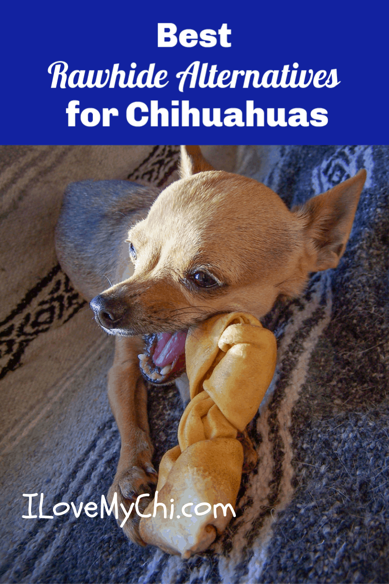 chihuahua chewing a dog chew