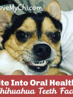chihuahua showing teeth