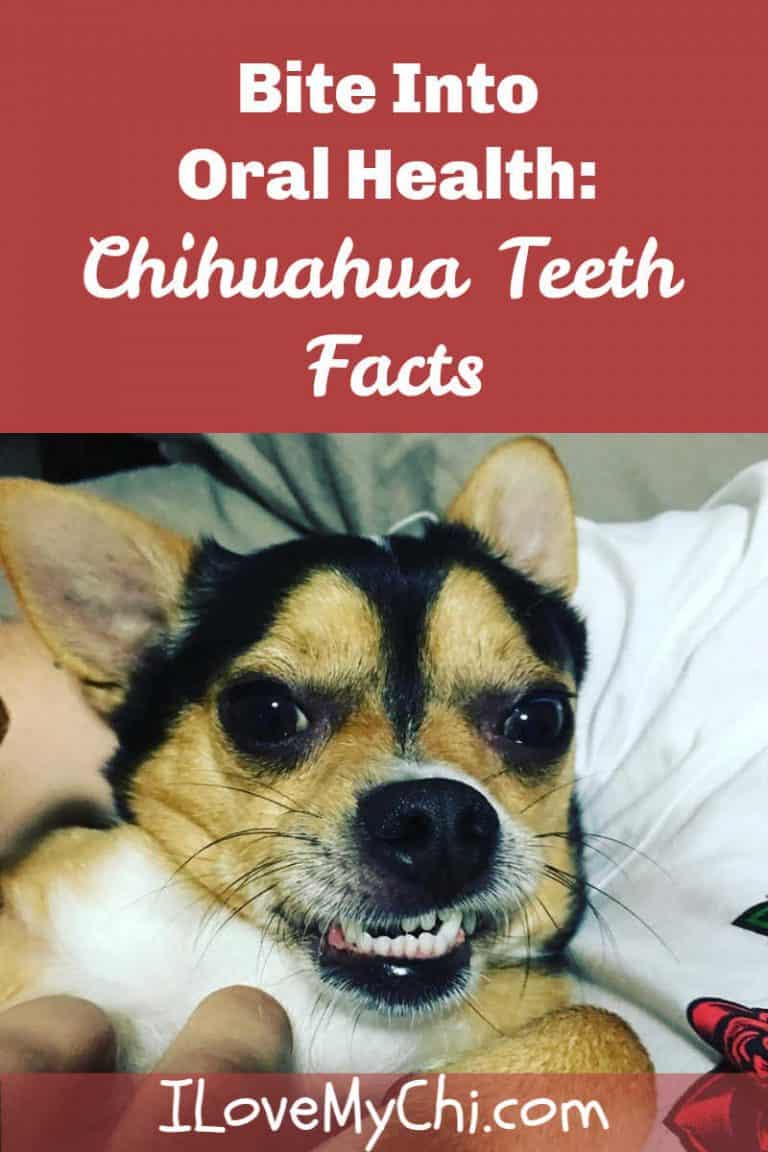 Bite Into Oral Health Chihuahua Teeth Facts I Love My Chi