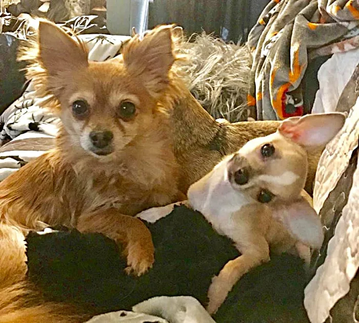 2 fawn colored chihuahuas