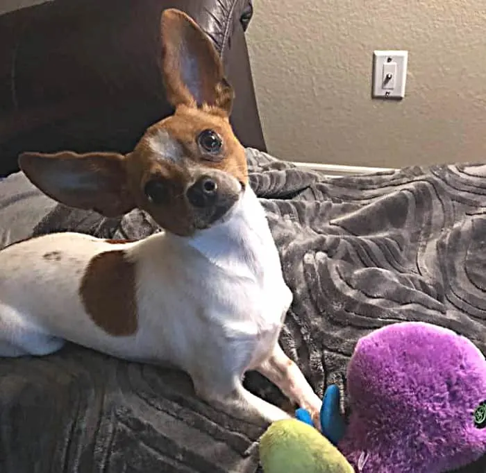 white and red chihuahua