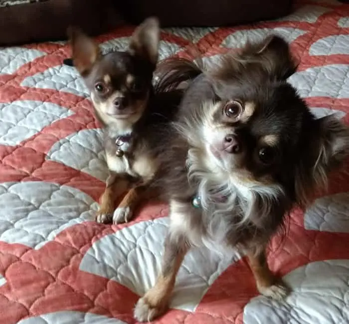 2 chihuahuas