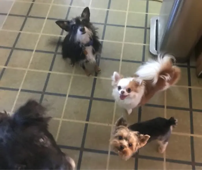 4 dogs begging for duck jerky