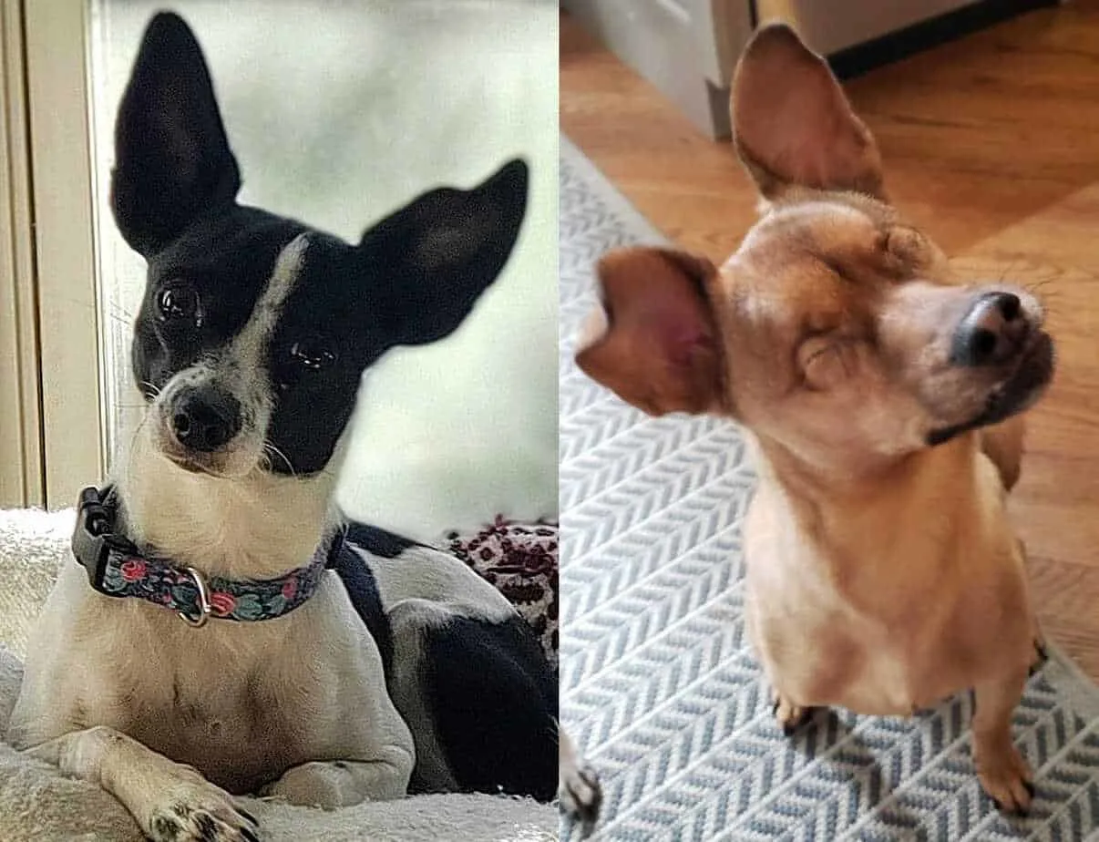 2 chihuahuas 