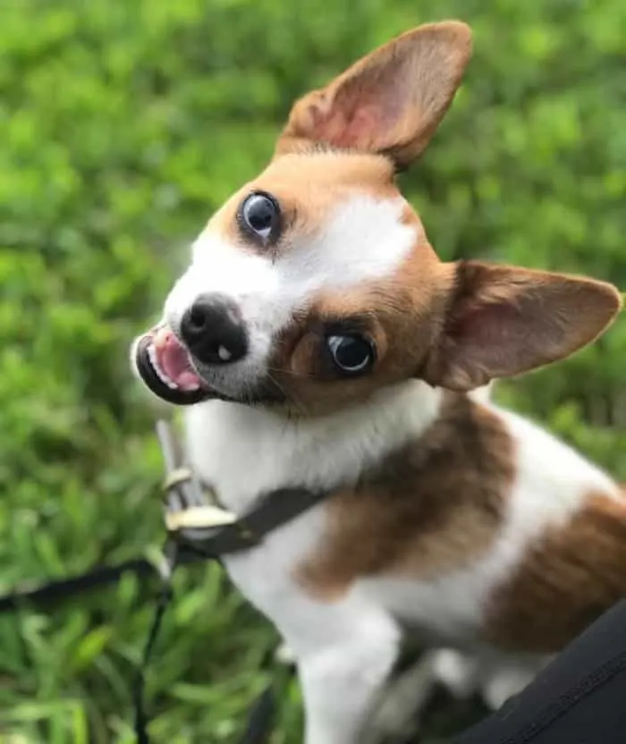 white and fawn chihuahua