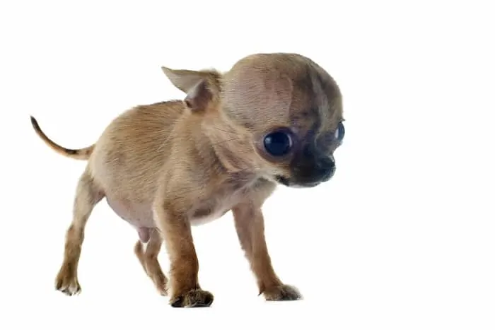 Hydrocephalus Chihuahua puppy