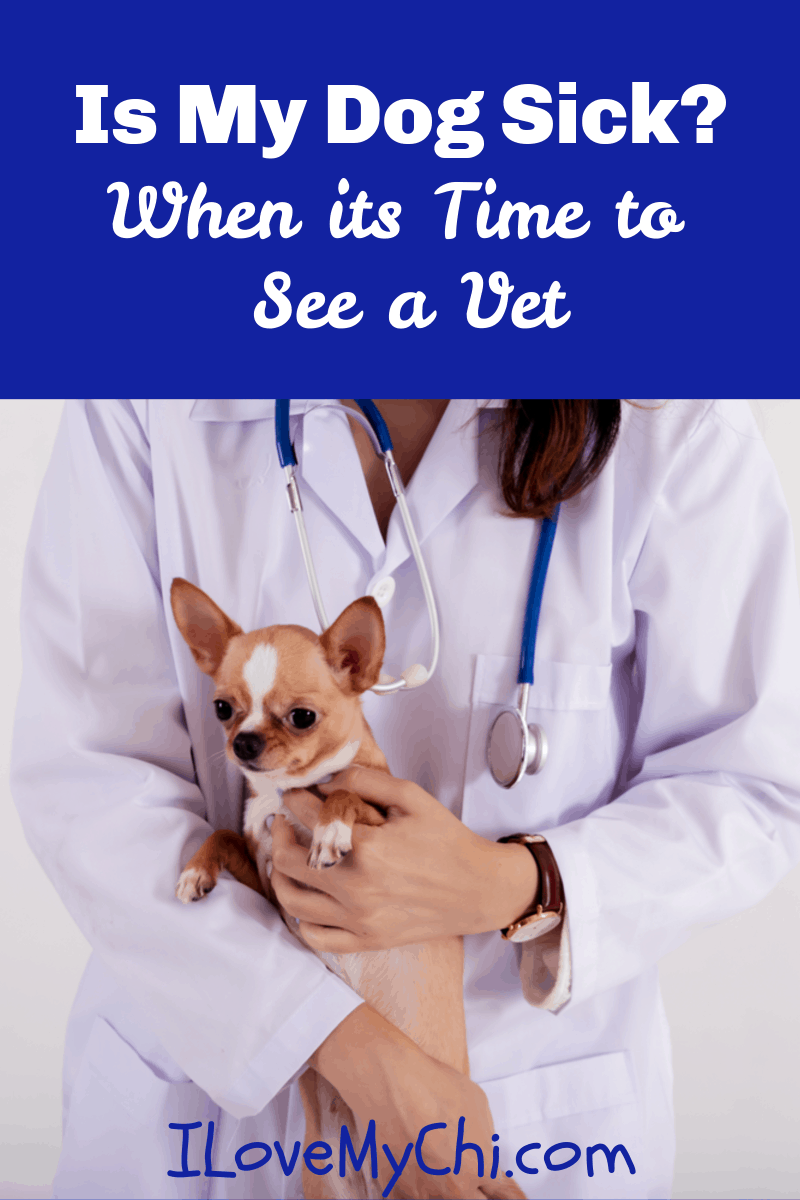 when should i take my sick dog to the vet