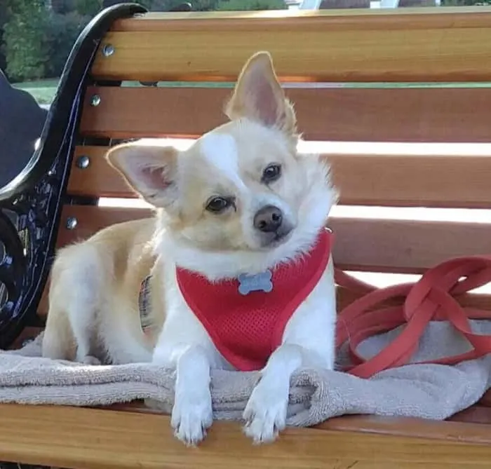 chihuahua in red harness