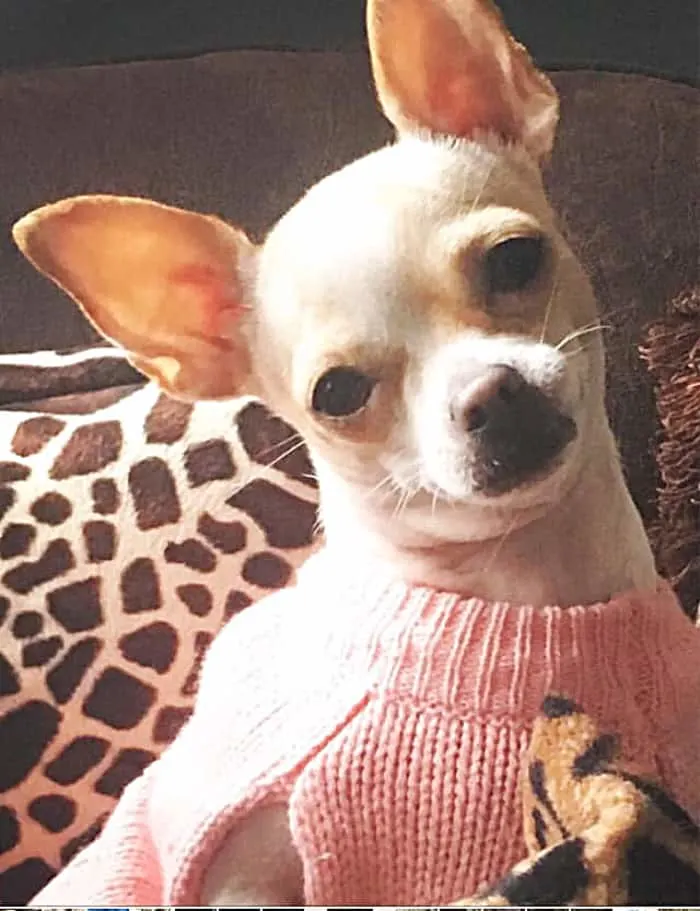 chihuahua in pink sweater