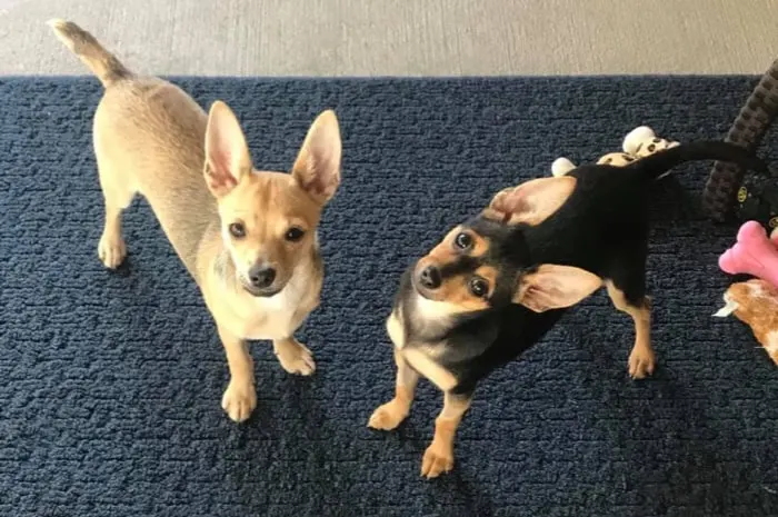 2 chihuahuas