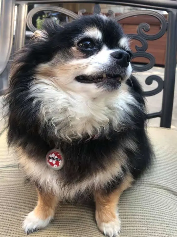 Long hair tri colored chihuahua