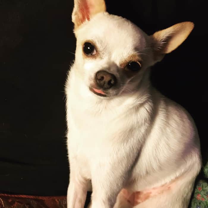 fawn chihuahua with tongue out