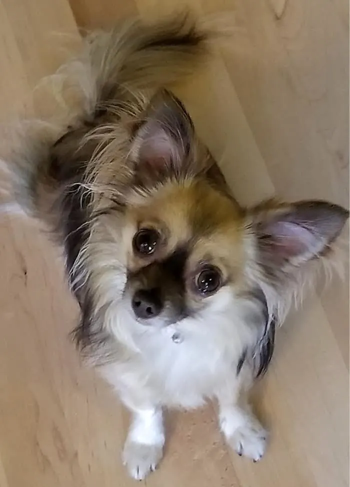 tri-colored long hair chihuahua