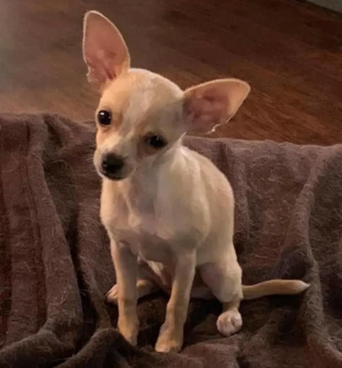 Fawn colored chihuahua