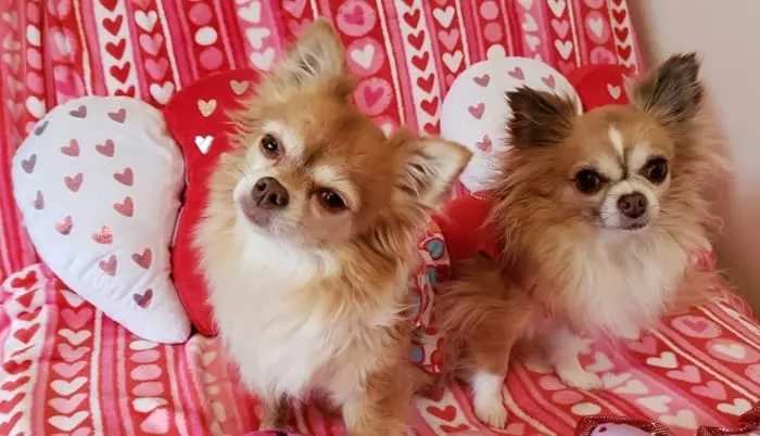 2 chihuahuas