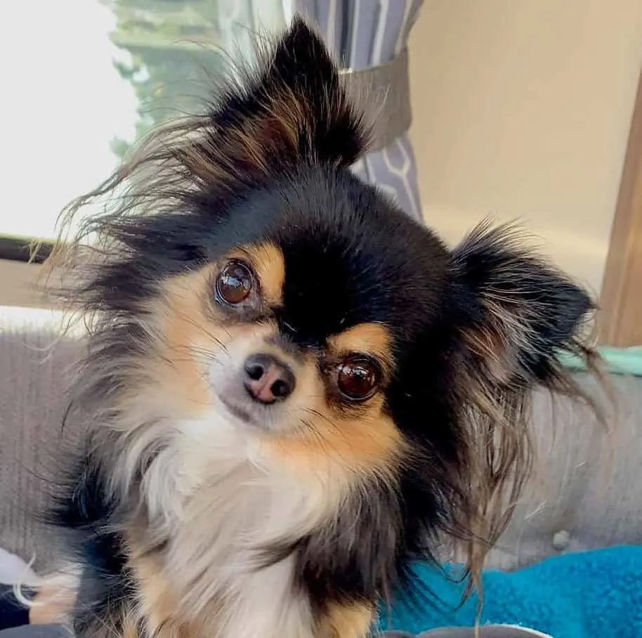 Cute long hair chihuahua