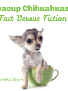teacup chihuahua in a cup