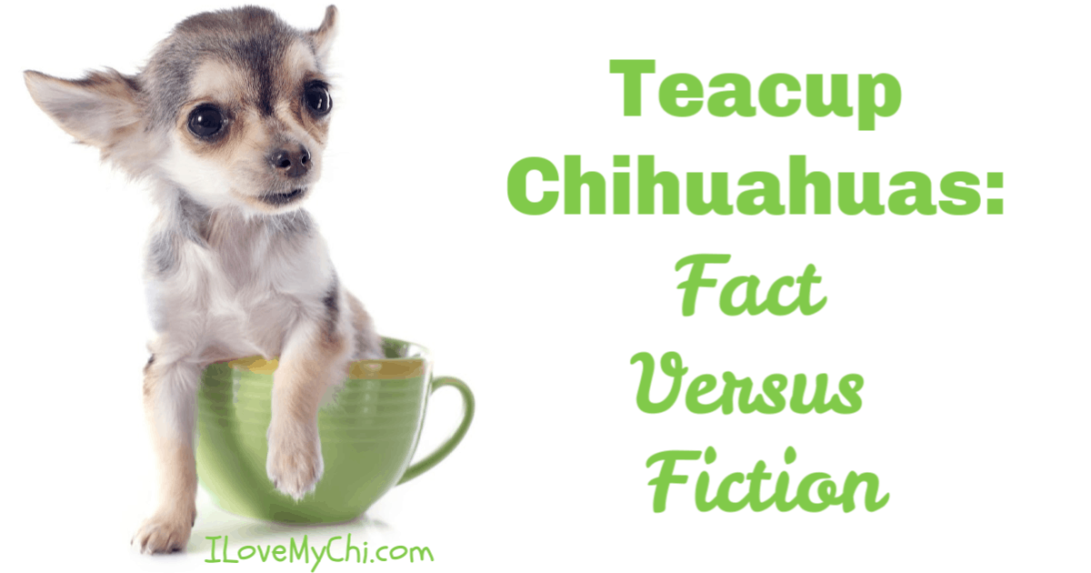 10 Things You Need To Know About Teacup Chihuahuas