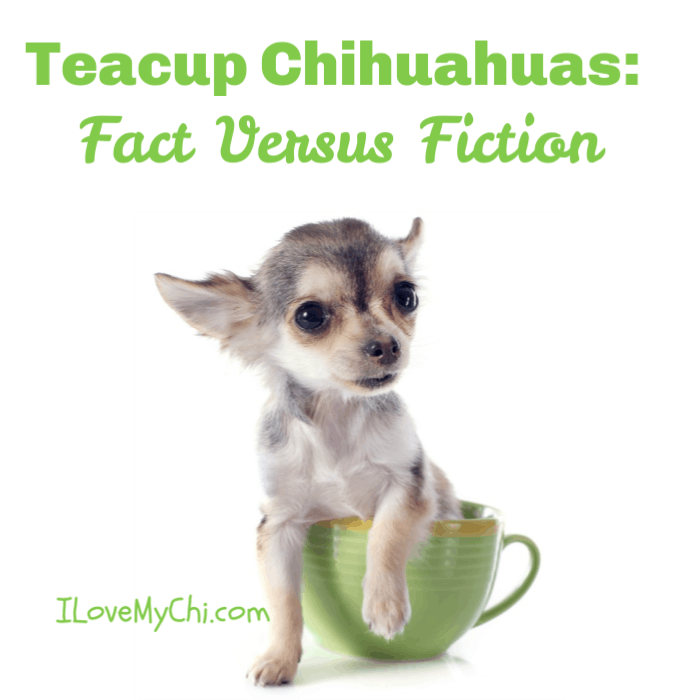 teacup chihuahua in a cup