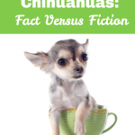 hechos sobre los chihuahuas de taza de té