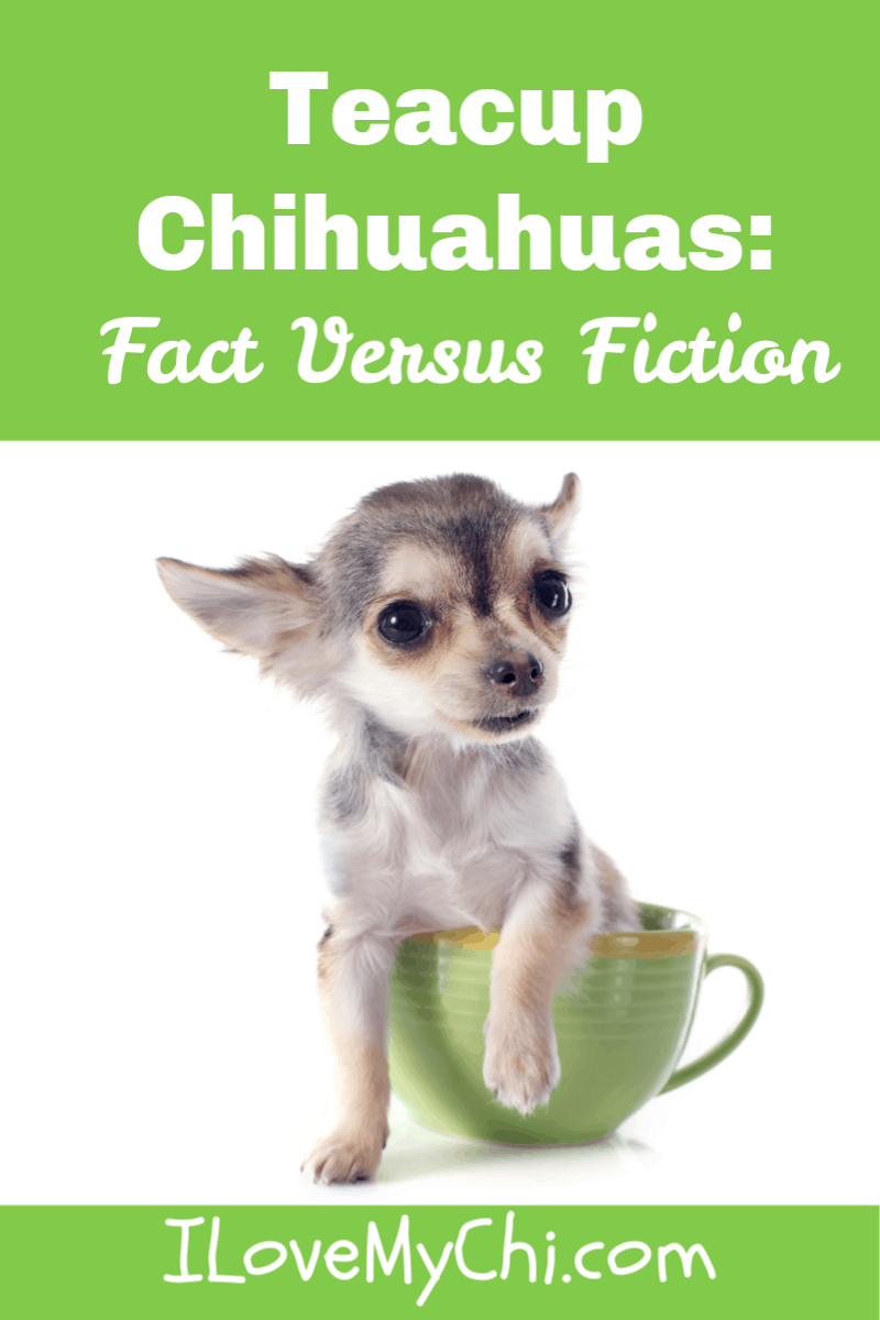 facts sur les chihuahuas tasses à thé