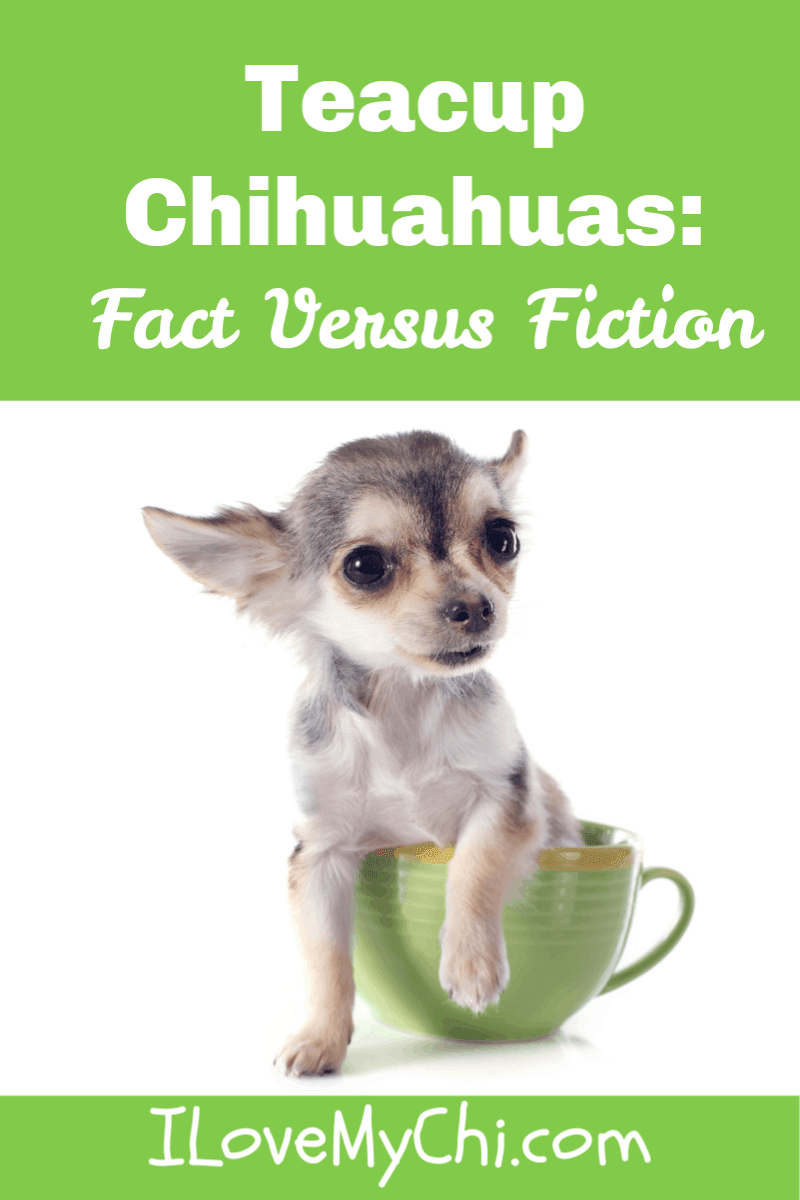 do teacup chihuahuas live long