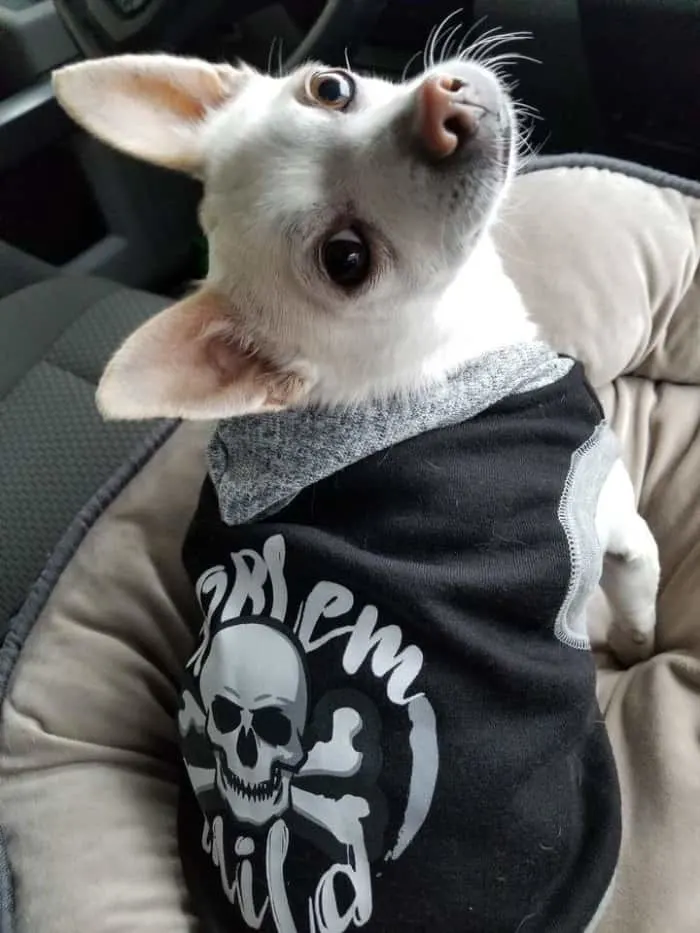 white chihuahua