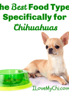 fawn chihuahua laying by green dog bowl
