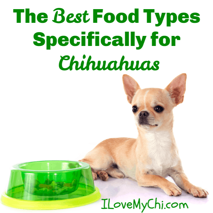 What kind of dog food is best for clearance chihuahuas