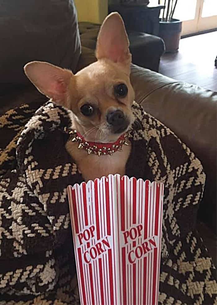 chihuahua puppy in popcorn bag