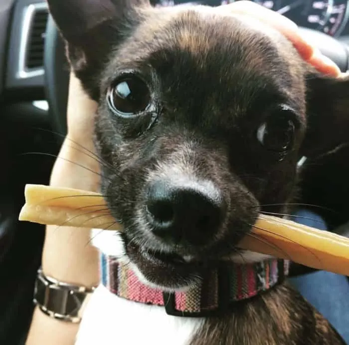 brindle chihuahua with chew treat in mouth 
