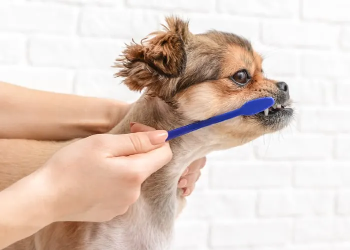 Brushing a chihuahua's teeth