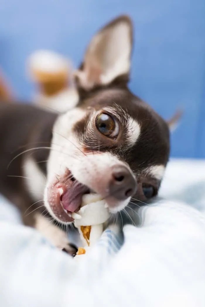 chihuahua chewing a rawhide chew