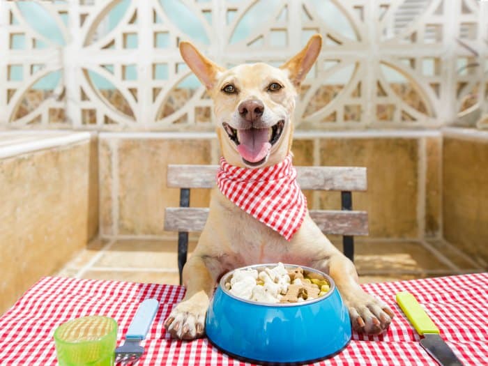 fawn chihuahua at table with bib on