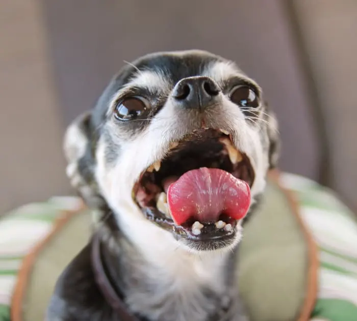 chihuahua with open mouth