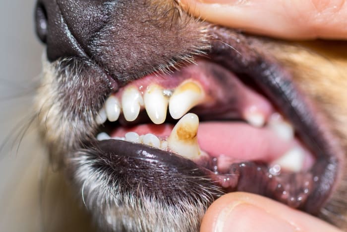 Closeup of dog's bad teeth.