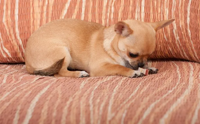 fawn chihuahua on sofa chewing Himalayan chew treat 