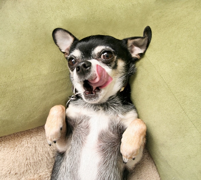 teacup chihuahua laying on back with tongue sticking out