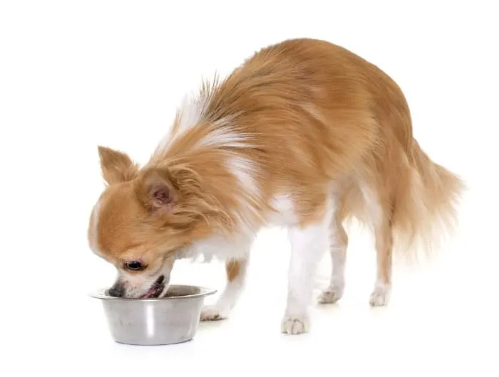 long hair chi eating dog food