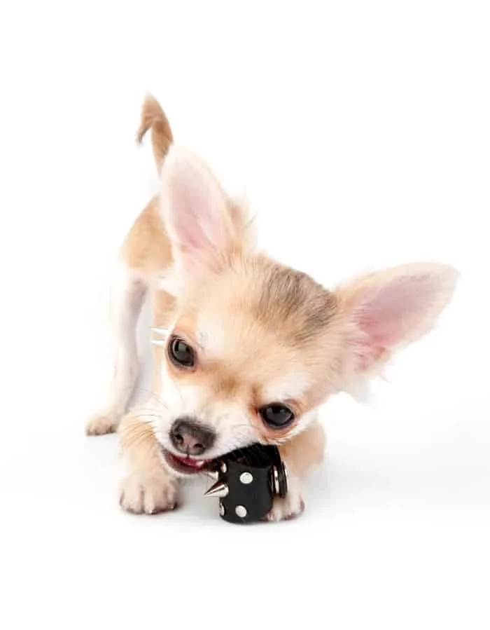 chihuahua puppy chewing a chew toy