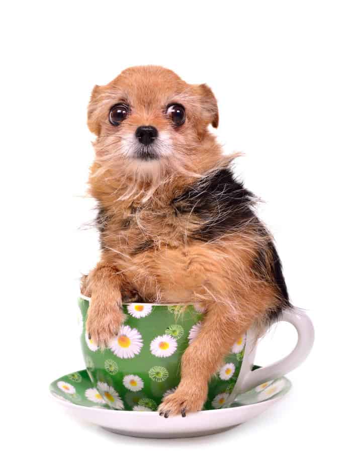 Chihuahua de taza de té marrón y negro de pelo largo en taza de flor verde