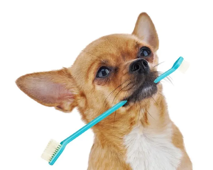 chihuahua with toothbrush in mouth