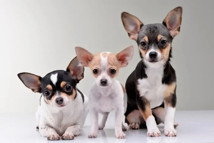 3 cute short hair chihuahuas 